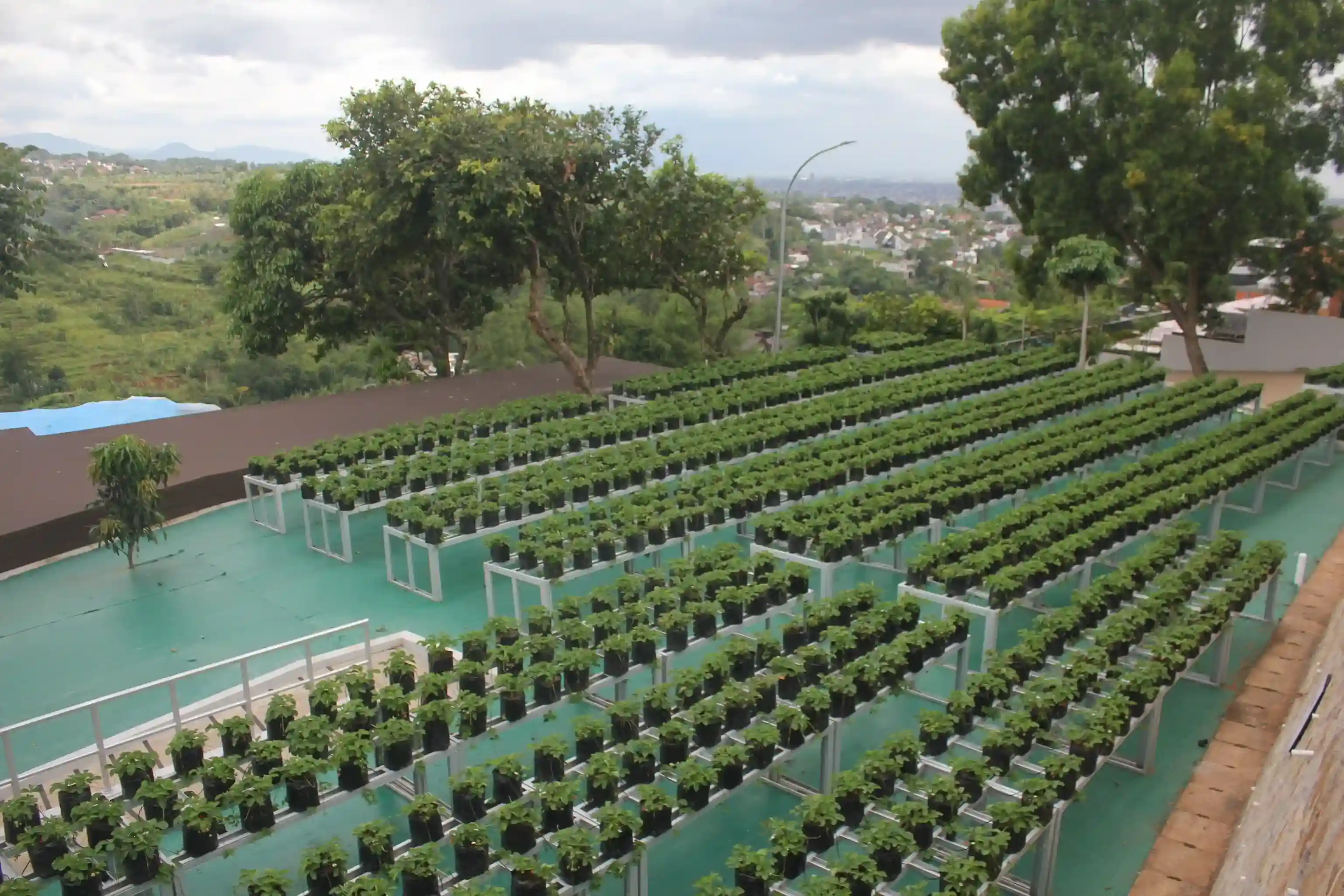 kebun strawberry